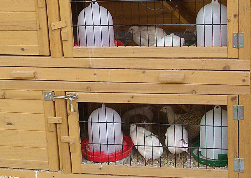 Уход за перепелами в домашних условиях