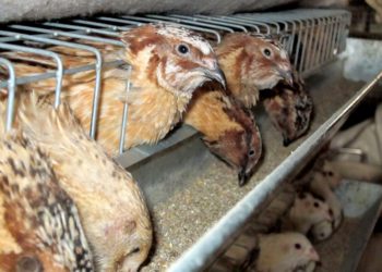 Уход за перепелами в домашних условиях