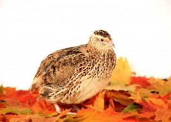 Описание перепела эстонской породы