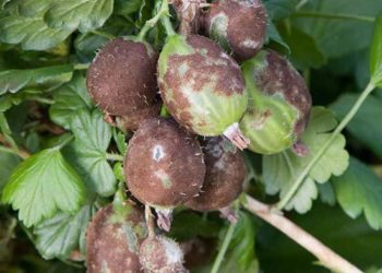 Ягоды крыжовника покрылись коричневым налетом: что делать