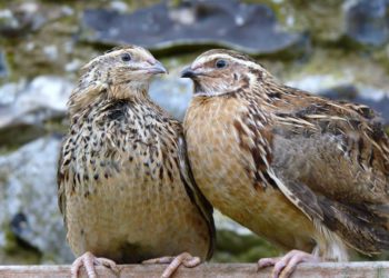Перепела Японской породы.