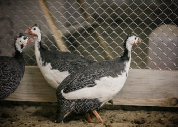 Содержание загорских белогрудых цесарок