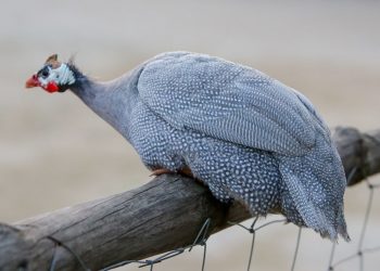 Важные аспекты в разведении обыкновенной цесарки