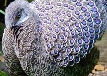 Фазан аргус