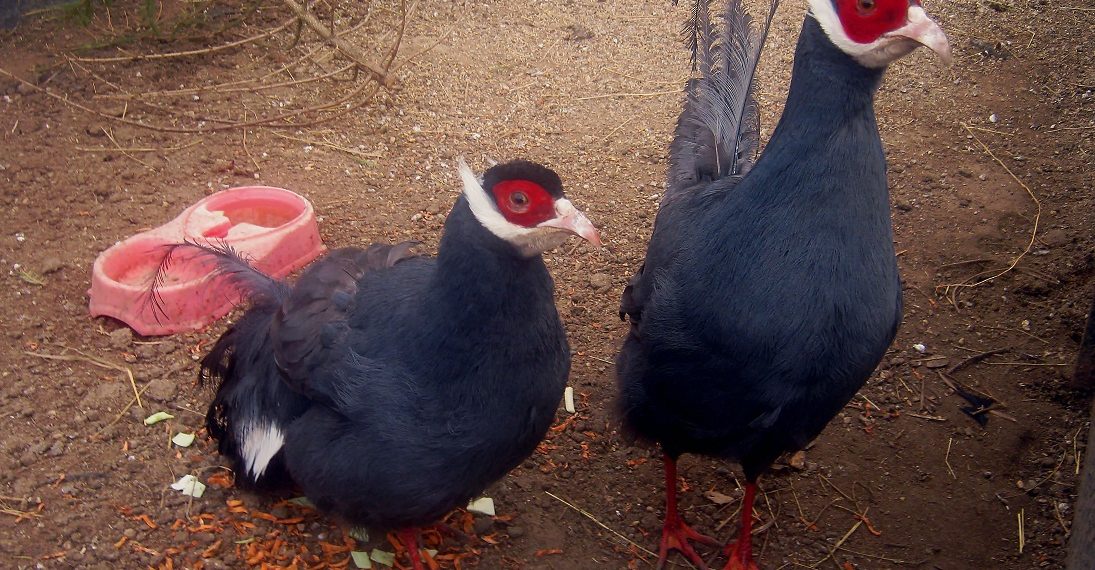 Cиний ушастый фазан