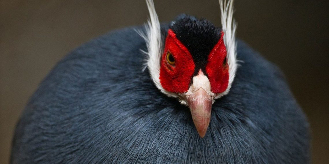 Cиний ушастый фазан