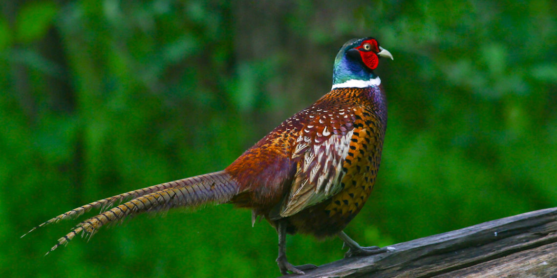 Обыкновенный фазан