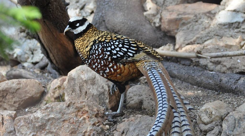 Королевский фазан