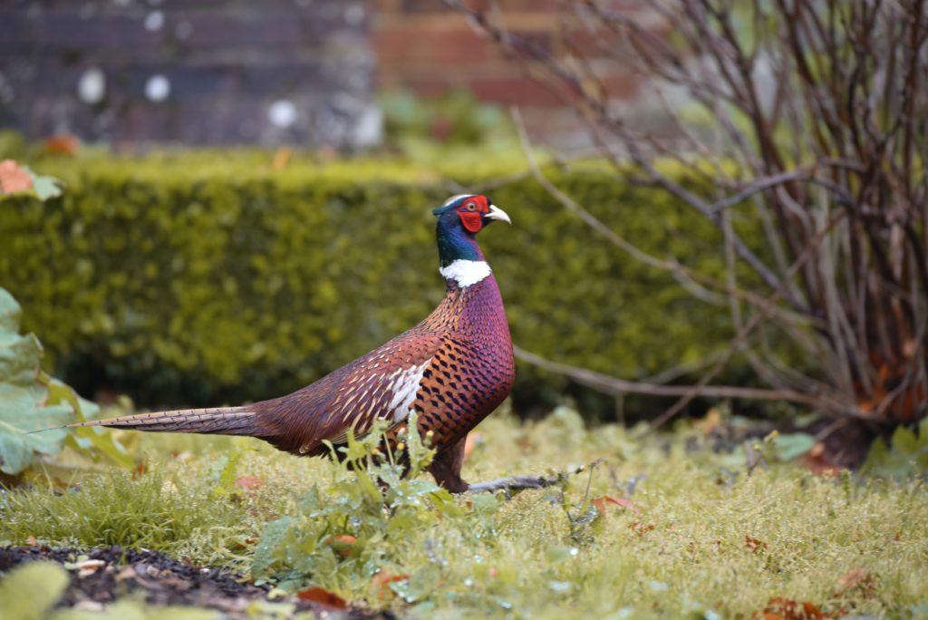 Маньчжурский фазан: разведение и уход