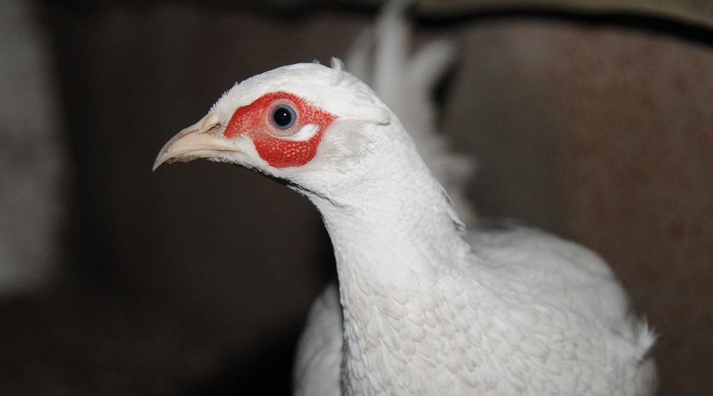 Фазан белый