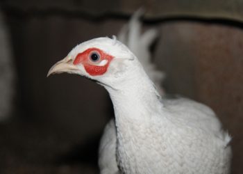 Фазан белый