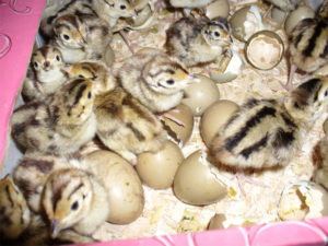 Инкубация фазанов