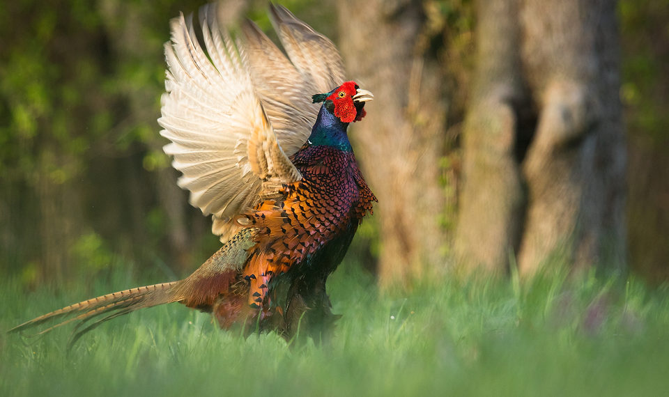 Фазан из Индонезии