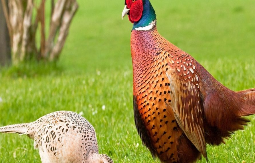 Фазан курица. Внешний вид и размножение