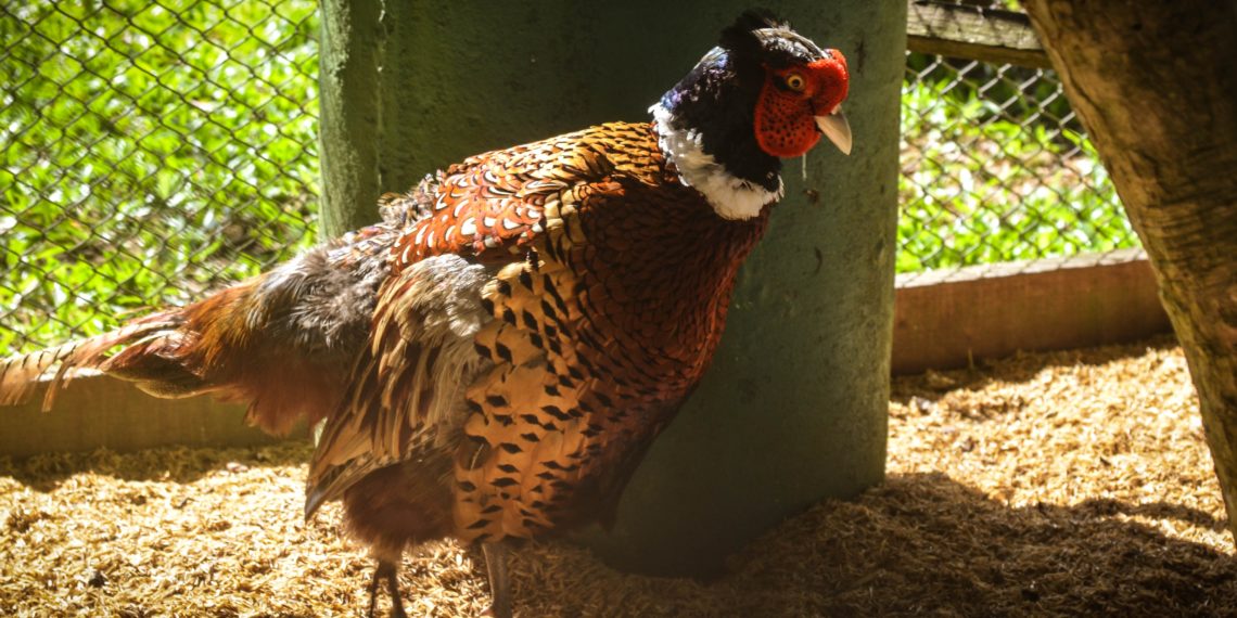 Фазан курица. Внешний вид и размножение