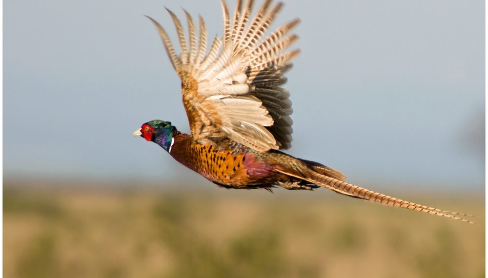 Фазан летает или нет?