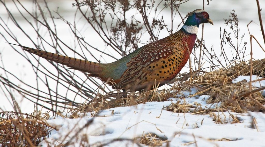 Выпускной фазан