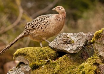 Самка фазана