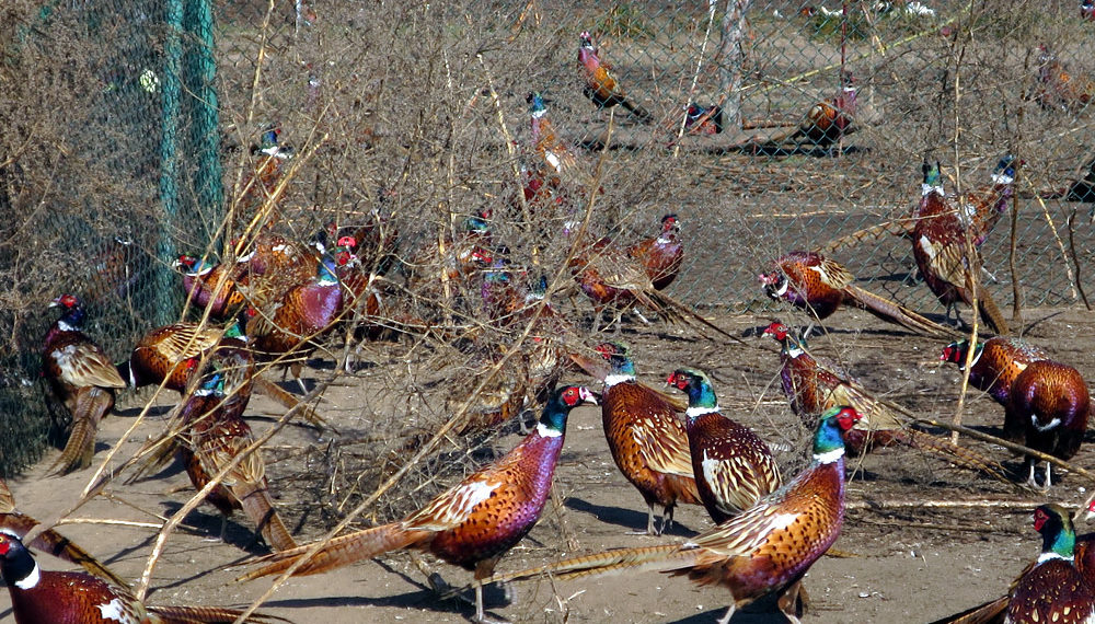 Фазанья ферма