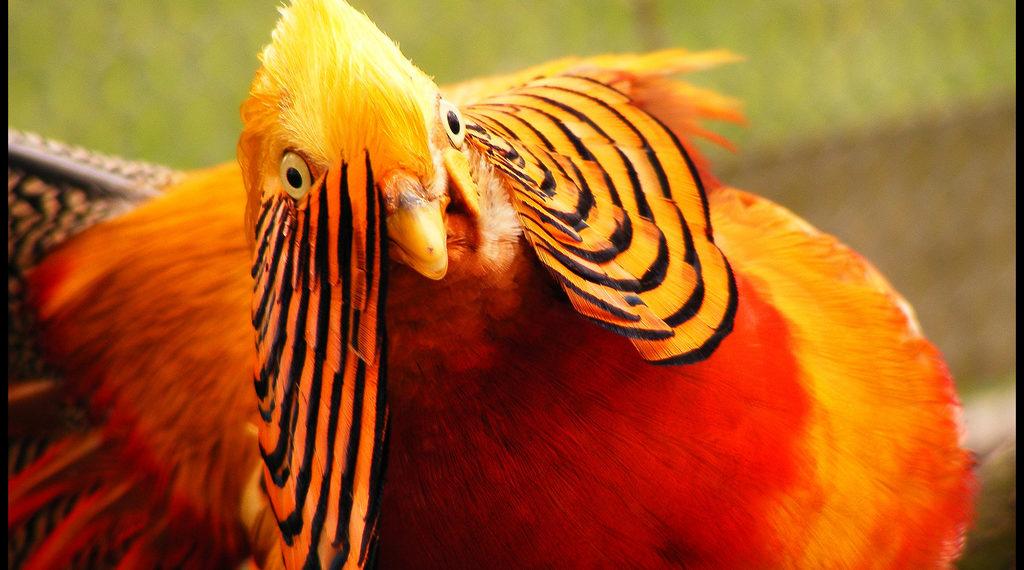 Гибридный фазан