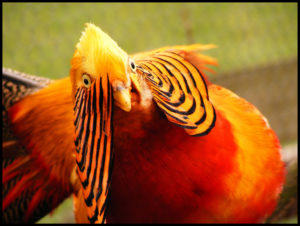 Гибридный фазан