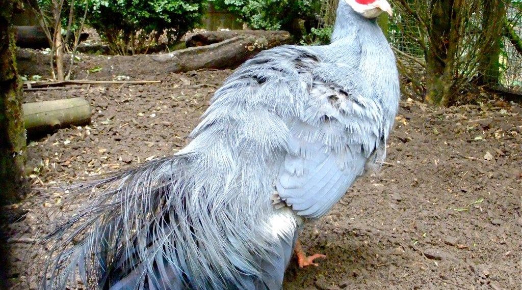 Ушастый фазан