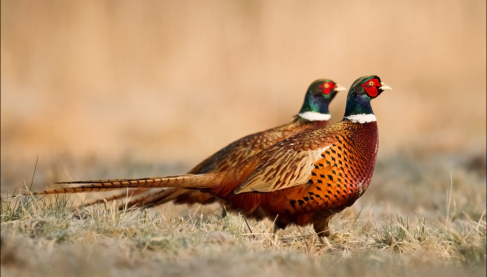 Характеристика фазанов