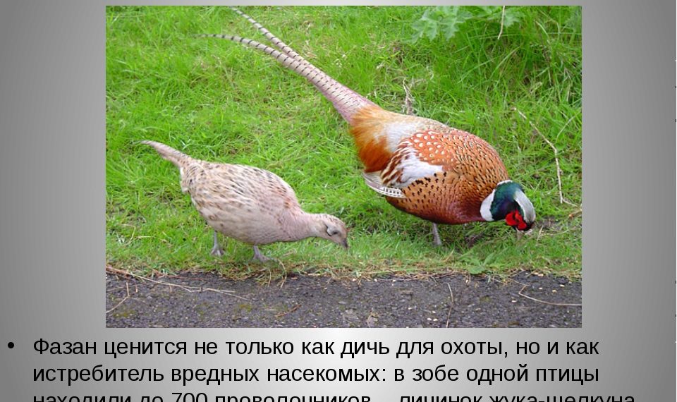 Характеристика фазанов