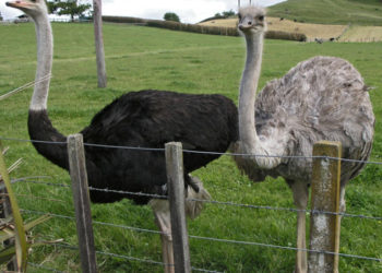 Как отличить страуса самца от самки?