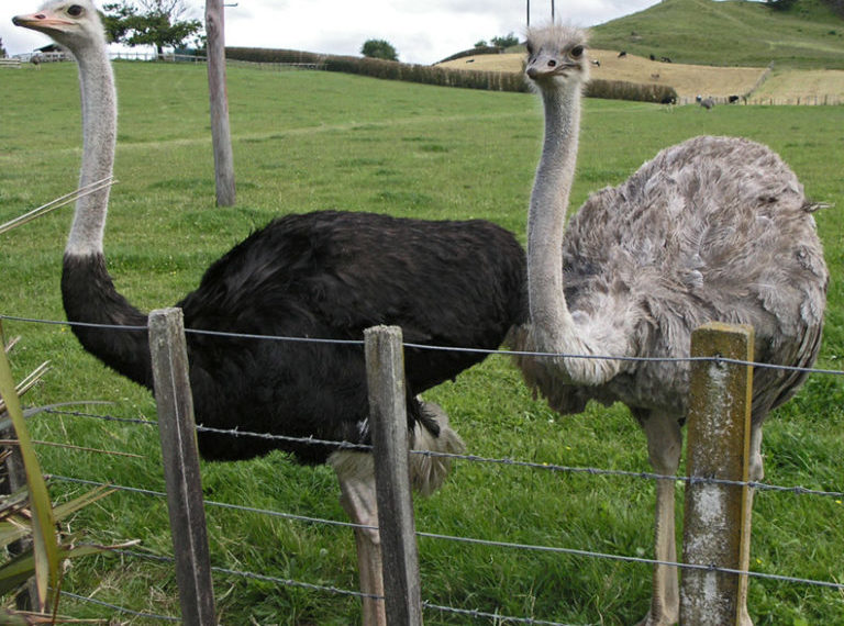 Как отличить страуса самца от самки?