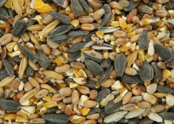 Расчет корма для фазанов