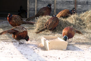 Выращивание фазанов на мясо