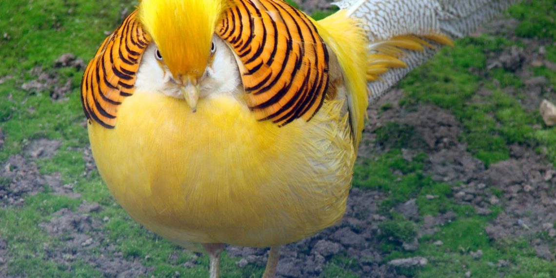 Лимонный фазан