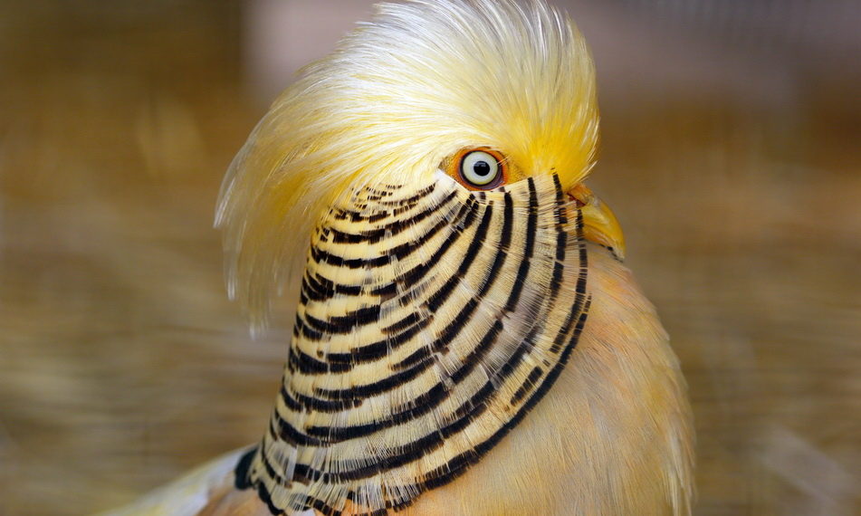 Лимонный фазан