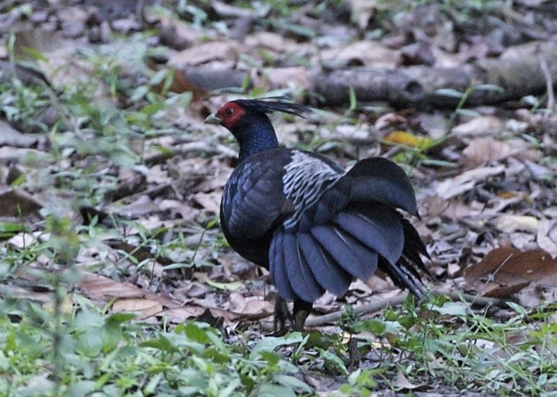 Фазан непальский