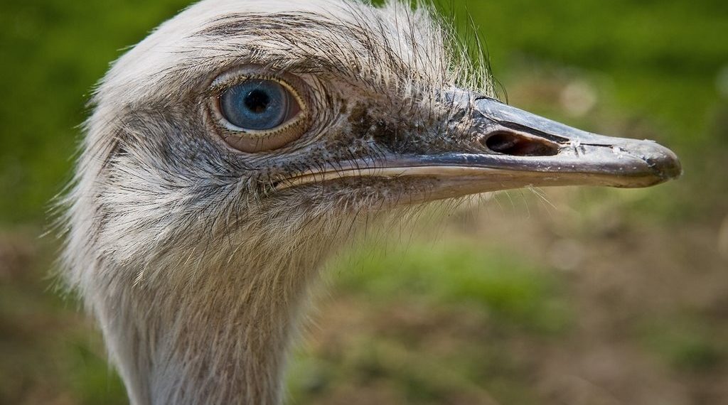 Обыкновенный страус