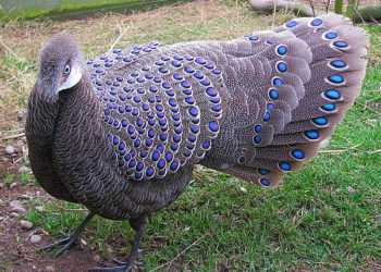 Павлиний фазан