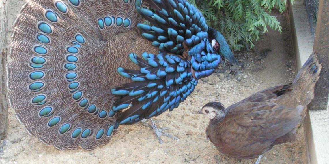 Павлиний фазан