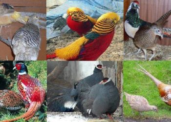 Сколько стоит фазан?