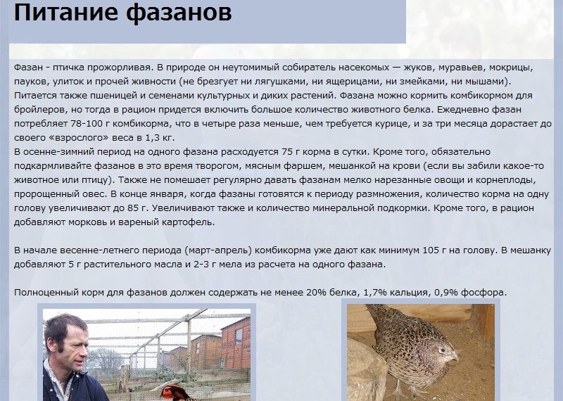 Расчет корма для фазанов