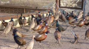 Разведение фазанов, как бизнес выгодно или нет?