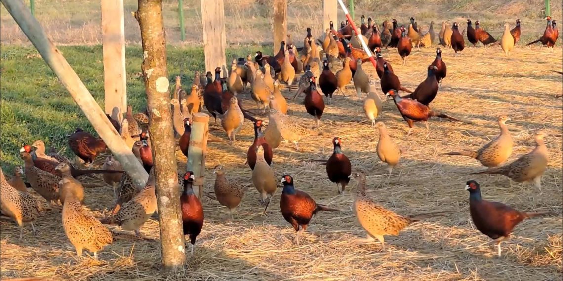 Разведение фазанов, как бизнес выгодно или нет?