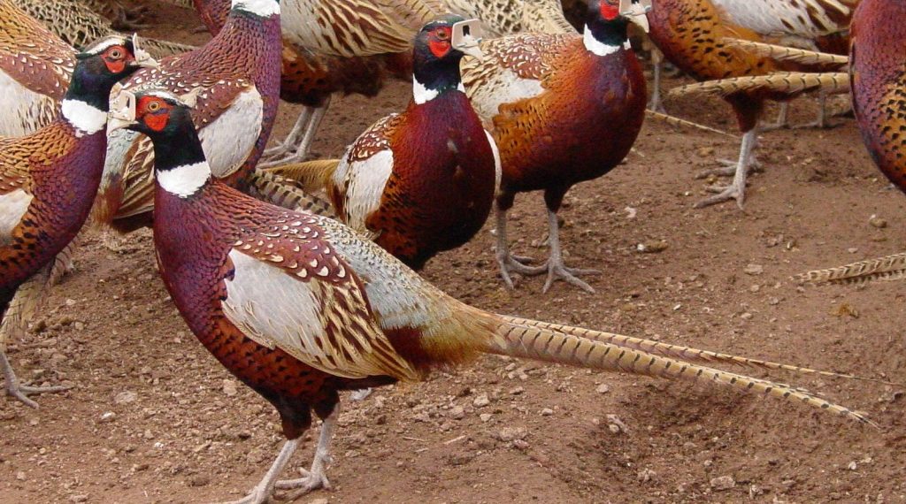 Сколько стоит фазан?