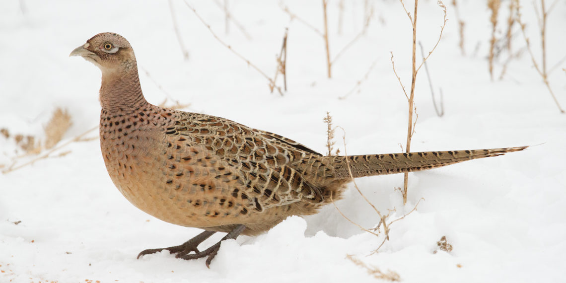 Самка фазана