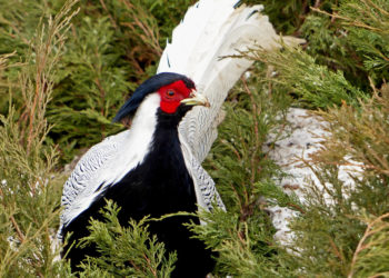 Серебряный фазан