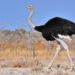 Обыкновенный страус