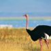 Обыкновенный страус