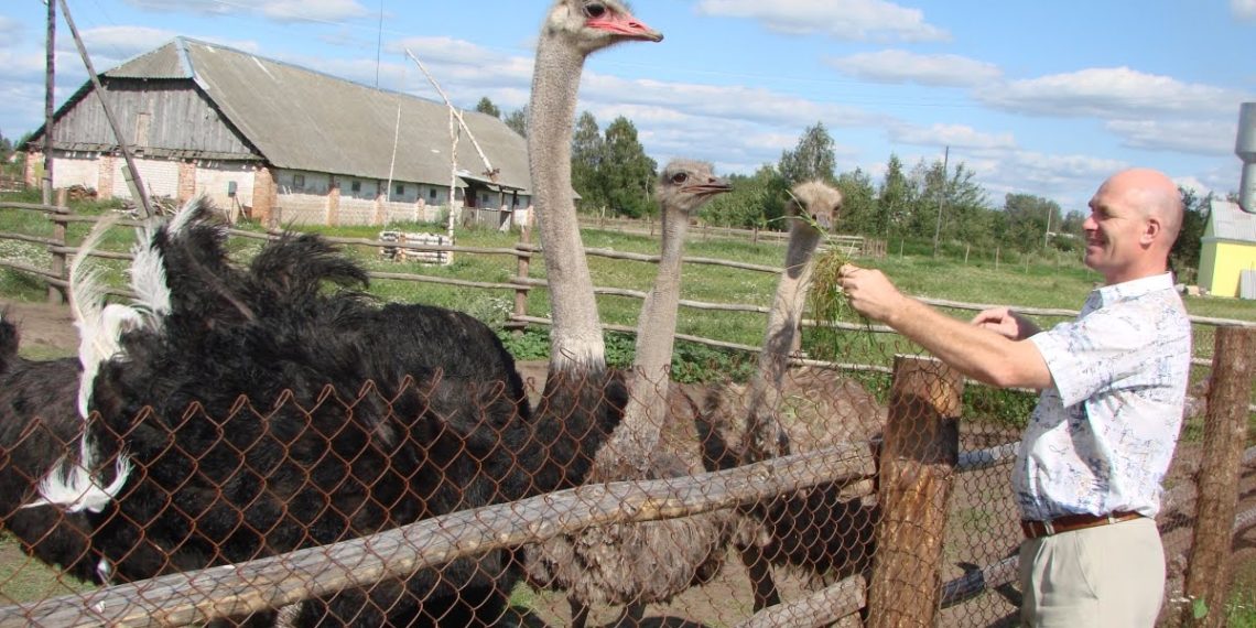 Разведение страусов