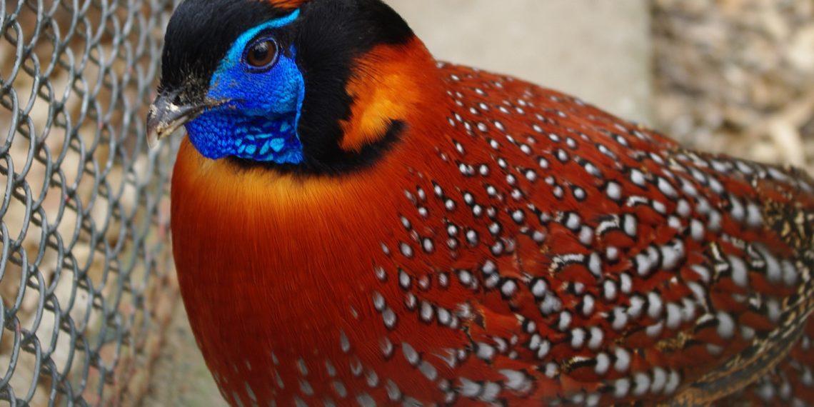 Фазан трагопан