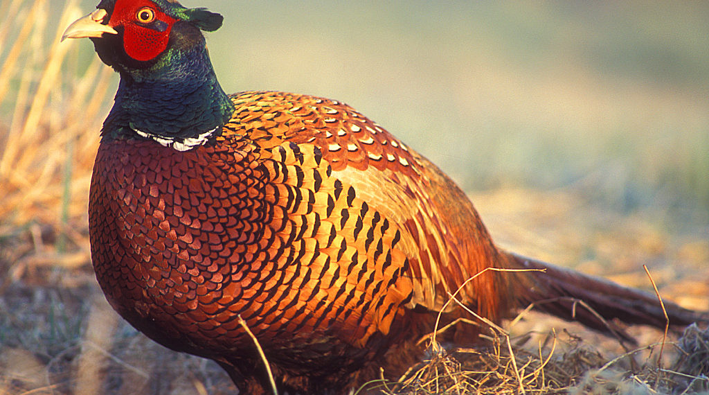 Выпускной фазан